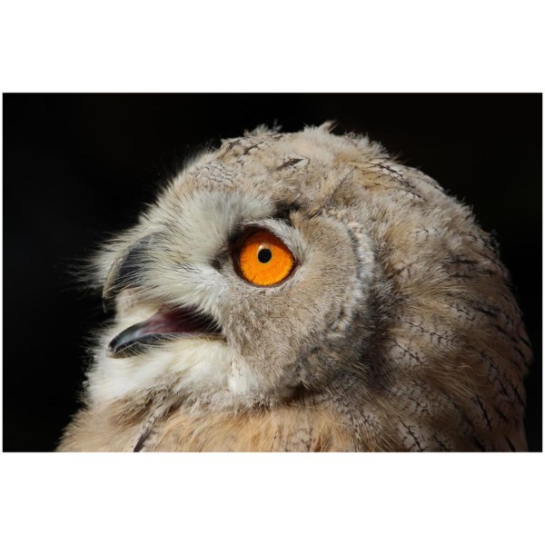 Wandbild - Junger Sibirischer Uhu (Motiv CS24)