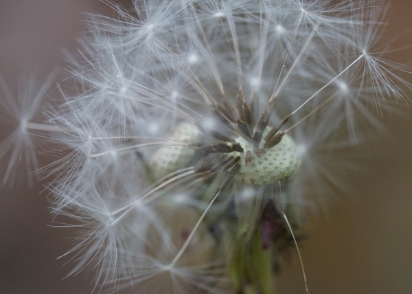 Wandbild Pusteblume (Motiv HF02)