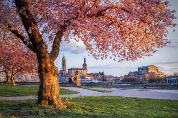 Wandbild Dresden - Dresdner Königsufer an einem Frühlingsabend (Motiv 00915)