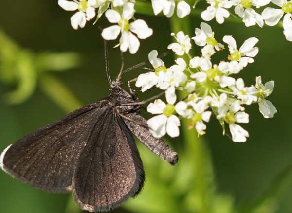 Wandbild Schwarzer Schmetterling (Motiv HF12)