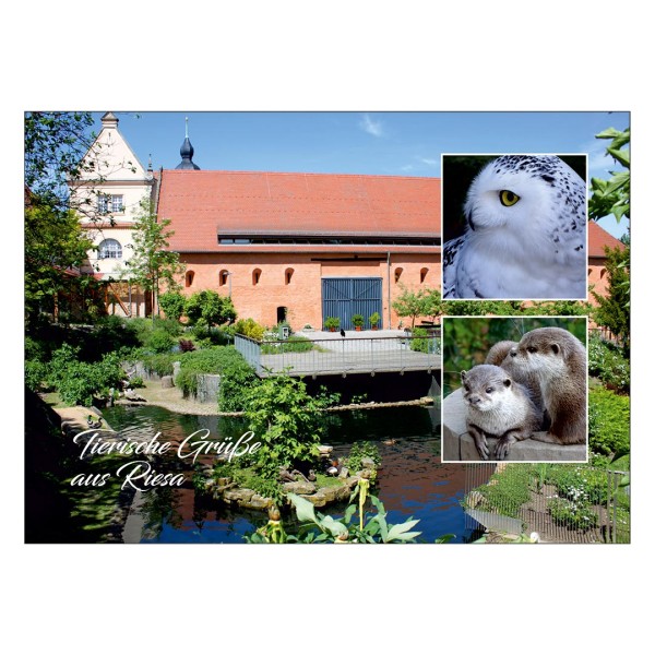 Postkarte Riesa - Tierische Grüße aus Riesa - Motiv Tierpark & Kloster