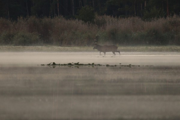 Wandbild - Rothirsch im Morgennebel (Motiv CS12)