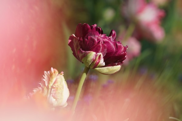 Wandbild Tulpen in dunkelrot und rosa (Motiv HF27)