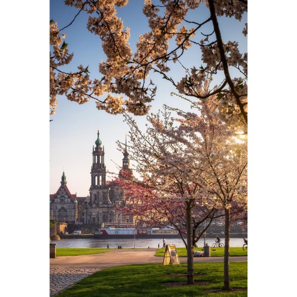 Wandbild Dresden - Blühende Kirschbäume mit Blick auf die Hofkirche (Motiv 01040)