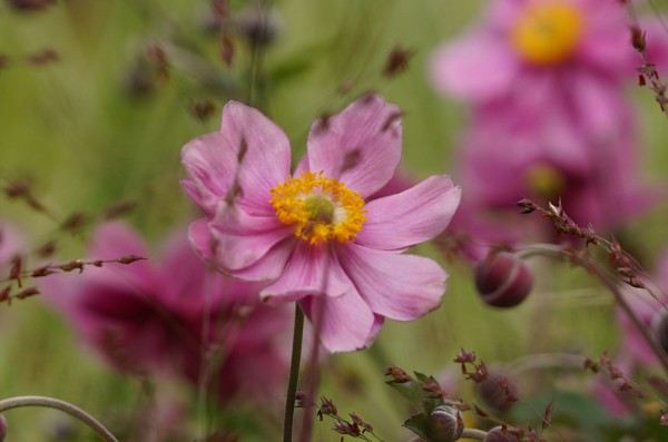 Wandbild - In der Blumenwiese (Motiv HF38)