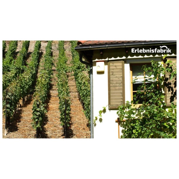 Weinzeit entlang der Elbe von Dresden – Ausflug im Oldiebus