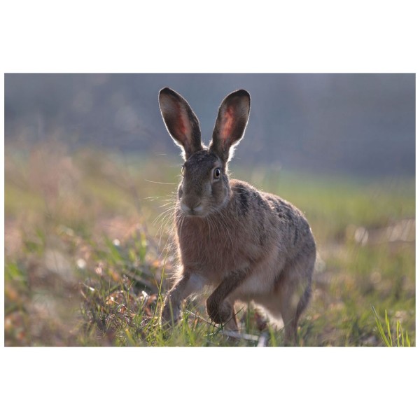 Wandbild - Feldhase (Motiv CS20)