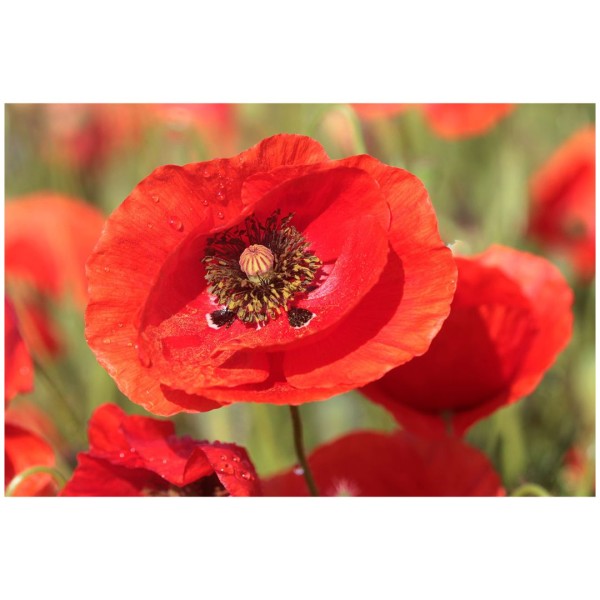 Wandbild - Mohnblumen (Motiv CS28)