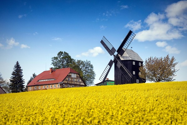 Wandbild Kottmar - Die Windmühle in Kottmar im Rapsfeld (Motiv 00935)