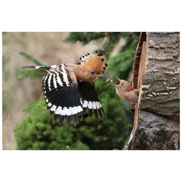 Wandbild - Wiedehopf und Jungvogel (Motiv CS42)