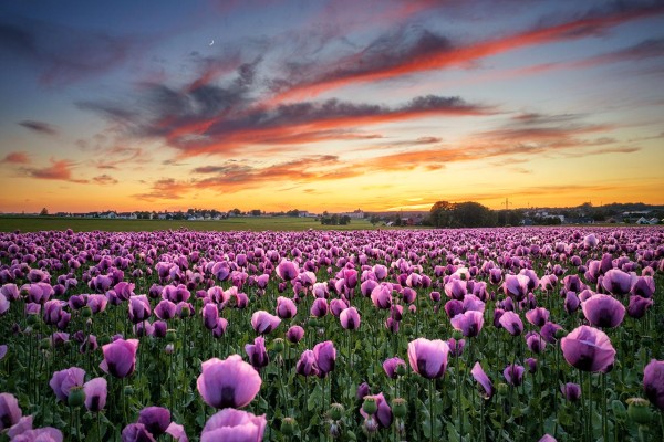 Wandbild Großröhrsdorf - Pinkes Mohnfeld zum Sonnenuntergang (Motiv 01074)