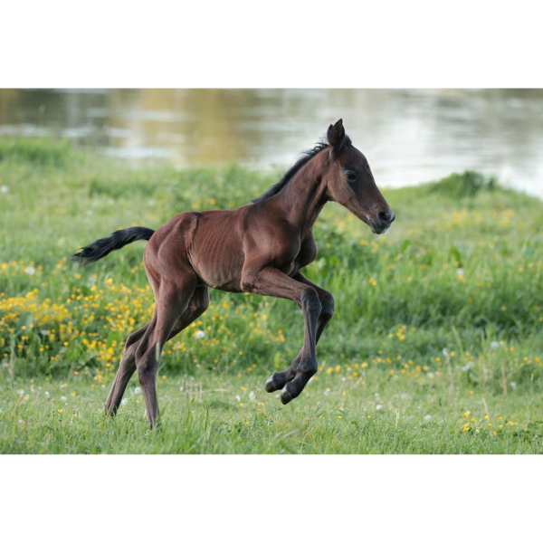 Wandbild - Fohlen, einen Tag jung (Motiv CS21)