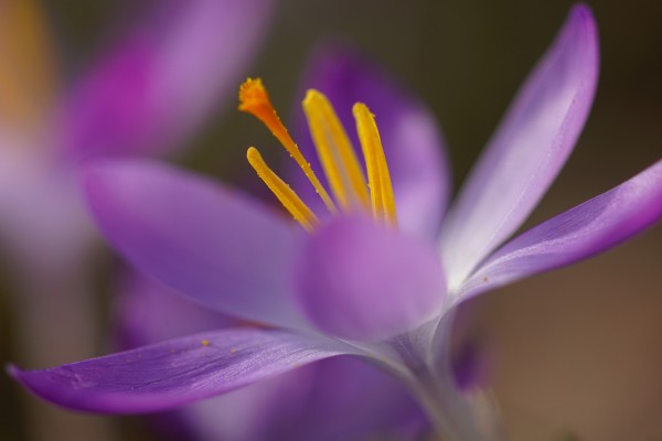 Wandbild - Krokusblüte (Motiv HF56)