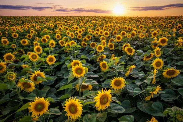 Wandbild - Ein Sonnenblumenfeld zum Sonnenuntergang (Motiv 00974)