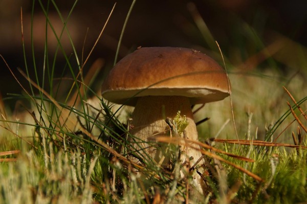 Wandbild - Steinpilz auf Waldboden (Motiv HF31)