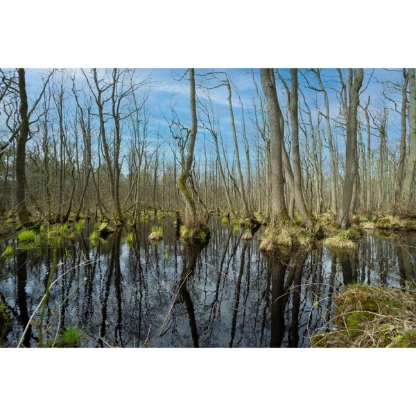 Wandbild Ostsee - Moorlandschaft (Motiv DMOS24)