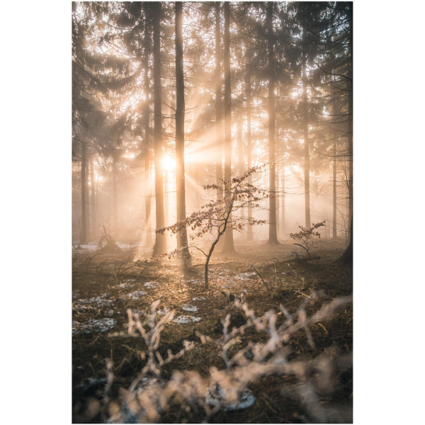 Wandbild Zittauer Gebirge - Junge Buche als Zukunft des Waldes (Motiv LV25)