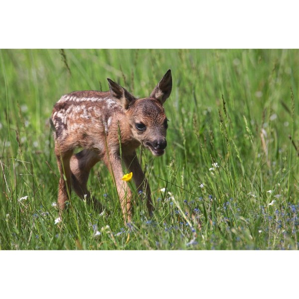 Wandbild - Rehkitz (Motiv CS31)