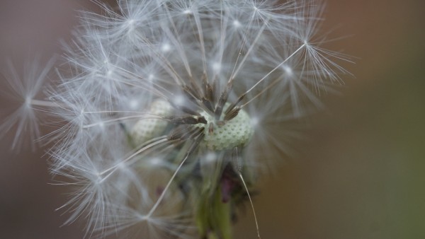 Wandbild Pusteblume (Motiv HF02)