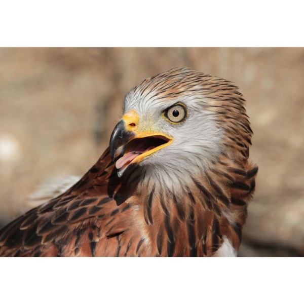 Wandbild - Rotmilan (Motiv CS33)