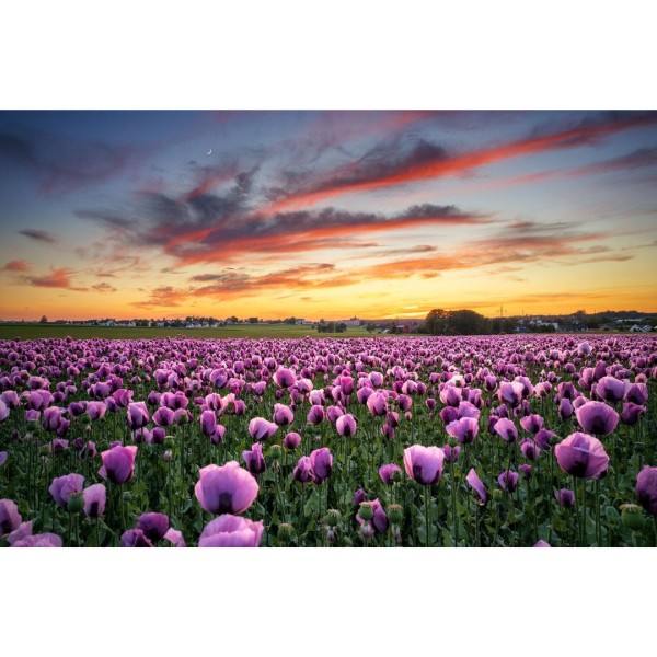 Wandbild Großröhrsdorf - Pinkes Mohnfeld zum Sonnenuntergang (Motiv 01074)