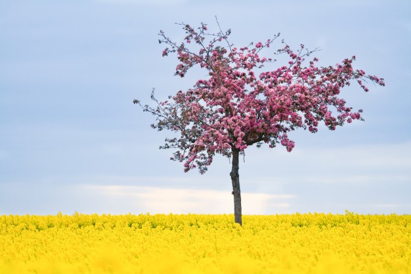 Wandbild Leipzig in Blüte (Motiv FW08)