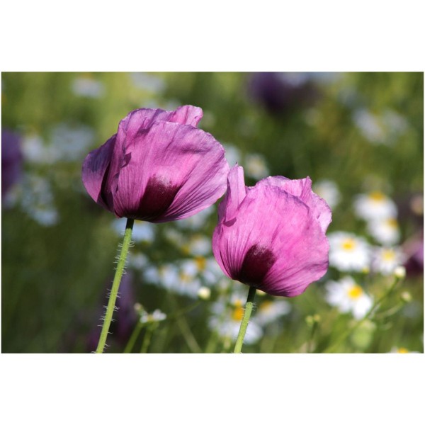 Wandbild - Schlafmohn 1 (Motiv CS34)