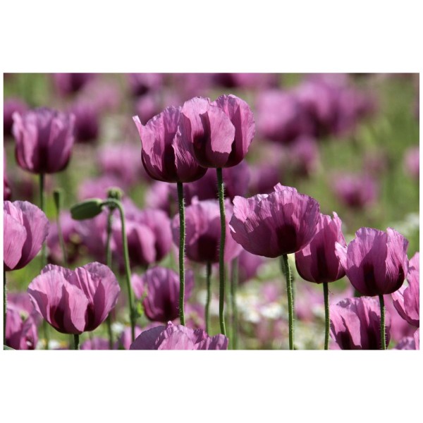 Wandbild - Schlafmohn 2 (Motiv CS35)