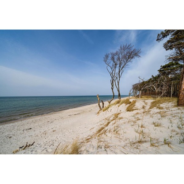 Wandbild Ostsee - Die Windflüchter (Motiv DMOS26)
