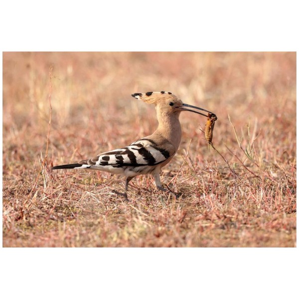 Wandbild - Wiedehopf mit Maulwurfsgrille (Motiv CS41)