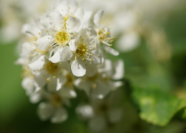 Wandbild Kastanienblüte im Frühling (Motiv HF01)